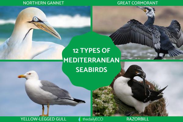 Types of Mediterranean Seabirds