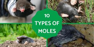Types of Moles (Animal)