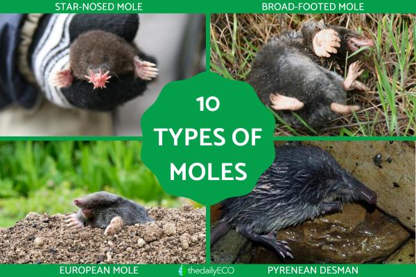 Types of Moles (Animal)