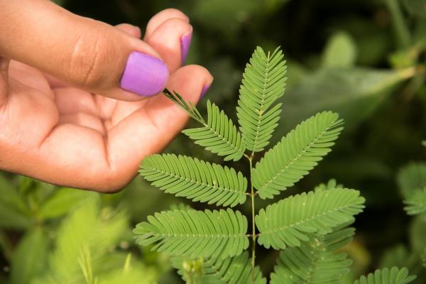 Can Plants Move? - Tropic and Nastic Movements - Types of nastic movements