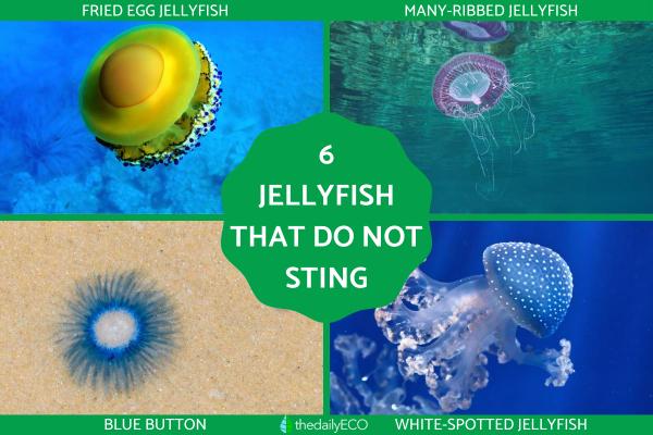 Types of Non-Stinging Jellyfish