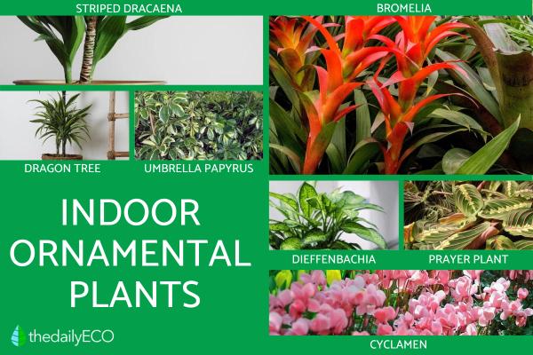 Ornamental Plants - What They Are and Their Importance - Types of ornamental indoor plants