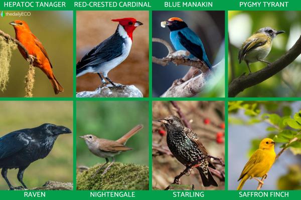 What Are Passerine Birds? - Definition and Types - Types of passerine birds