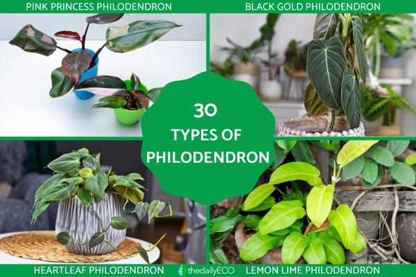 Types of Philodendron With Pictures