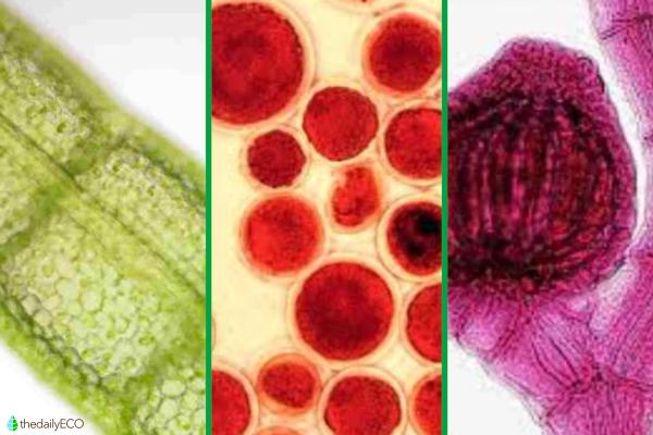 What Are Photosynthetic Pigments? - Types of photosynthetic pigments with examples