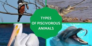 Types of Piscivorous Animals With Examples