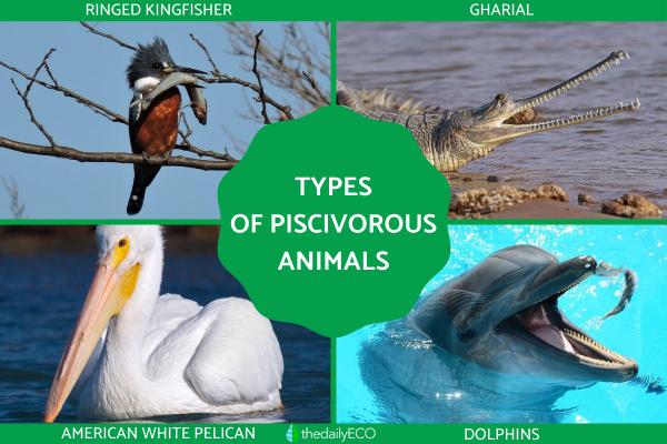Types of Piscivorous Animals With Examples