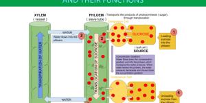 Types of Plant Tissues