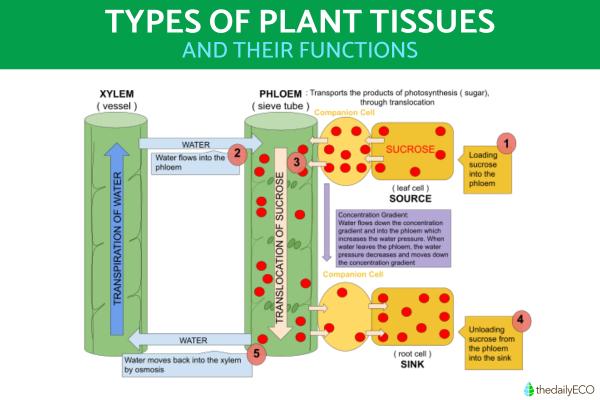 Types of Plant Tissues