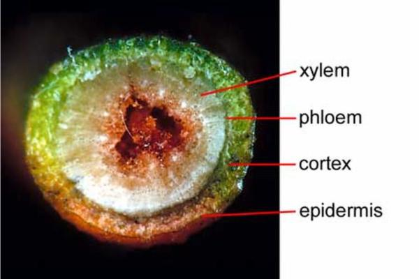 Types of Plant Tissues - Types of plant tissues and their functions