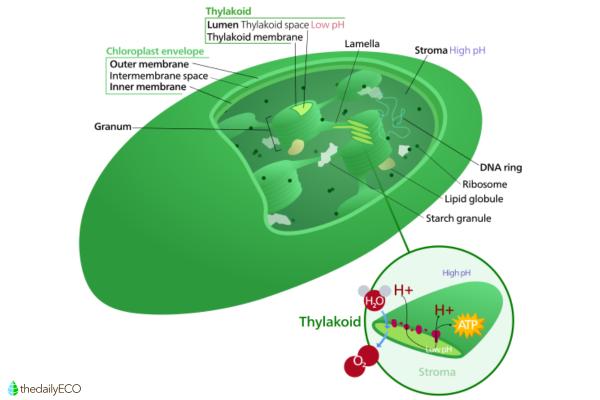 What Are Plastids in Plant Cells? - Types of plastids