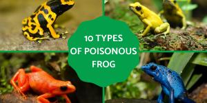 Types of Poisonous Frog Species
