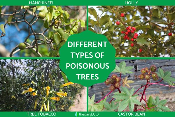 Types of Poisonous Trees - Toxic Trees to Humans