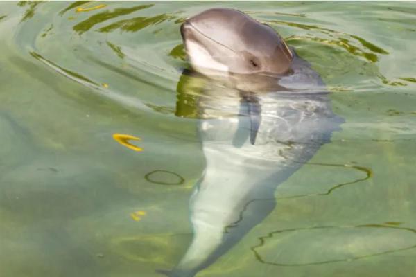 Different Types of Porpoises - Types of porpoises