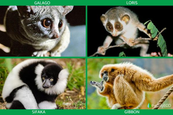 What Are Primates? - Types of primates