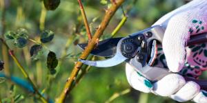 Types of Pruning Techniques
