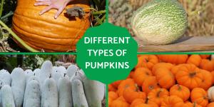 Types of Pumpkins - Big and Small
