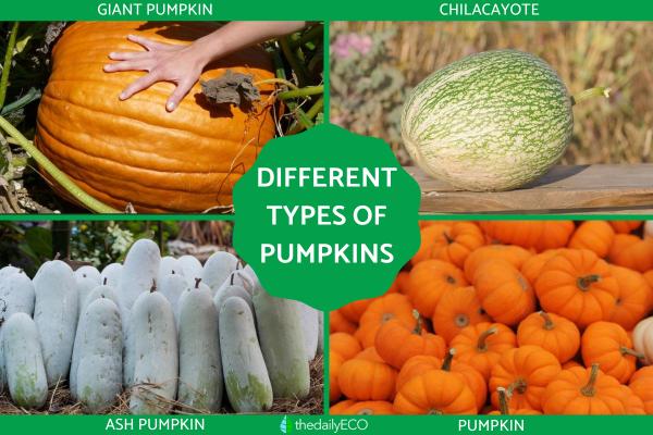 Types of Pumpkins - Big and Small
