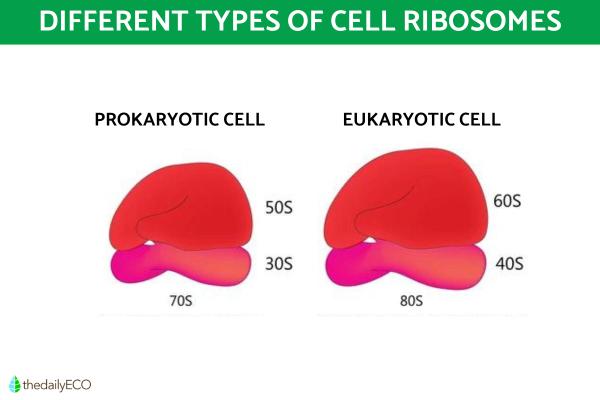 Ribosomes Structure and Function in Biology - Types of ribosomes