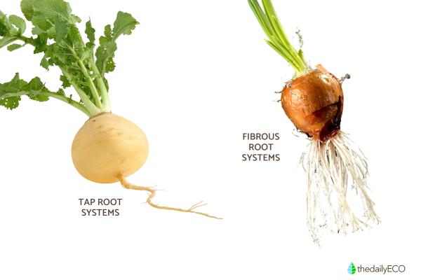 What Are the Parts of Roots and Their Functions? - Types of roots