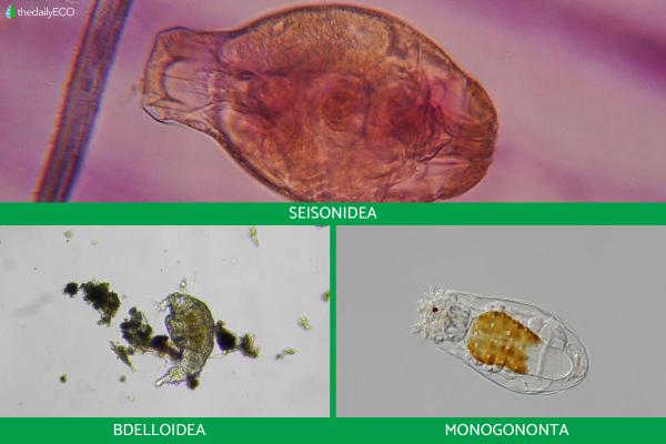 What Is a Rotifer? - Types and Examples - Types of rotifers