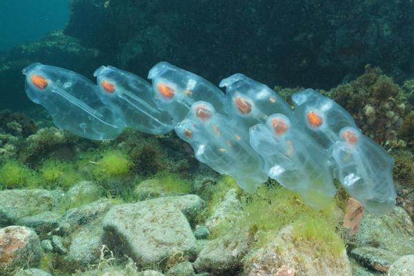 What Are Sea Salps? - Types of salps
