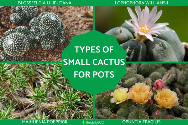Types of Small Cactus Plants for Pots