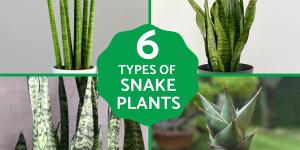 Types of Snake Plant - Sansevieria Varieties