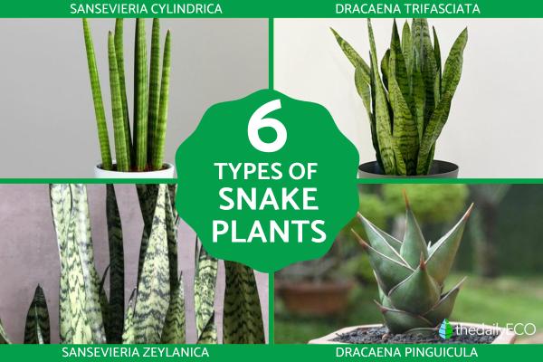 Types of Snake Plant - Sansevieria Varieties