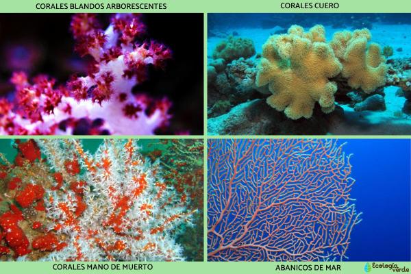 What Is Considered a Soft Coral? - Types of soft corals