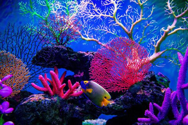 Different Types of Coral Species - Types of soft corals