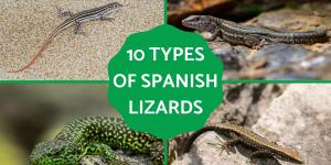 Types of Spanish Lizards