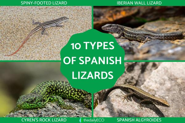 Types of Spanish Lizards