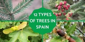 Types of Spanish Trees - With Photos