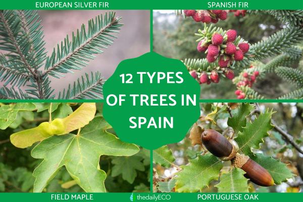 Types of Spanish Trees - With Photos