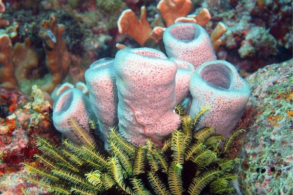 What Are Sea Sponges (Porifera)? - Types of sponges