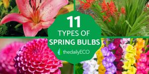 Types of Spring Flower Bulbs