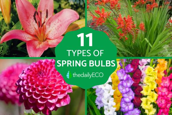 Types of Spring Flower Bulbs