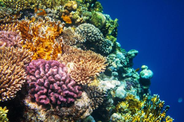 Different Types of Coral Species - Types of stony corals