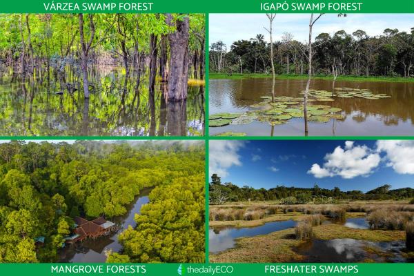 What Is a Swamp Forest? - Types of swamp forests