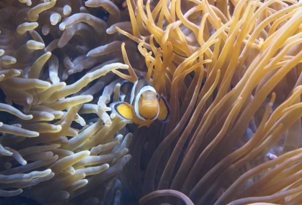 What Is Symbiosis in Biology? - Types of symbiosis in biology