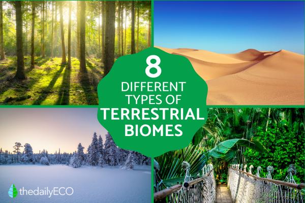 Types of Terrestrial Biomes on Earth