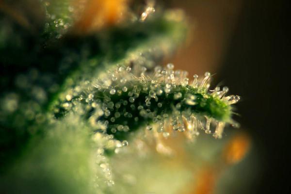 What Are Trichomes in Plants? - Types of trichomes