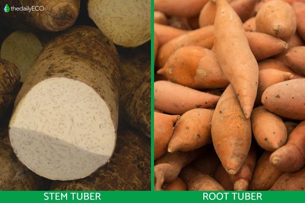 What Are Tubers in Plants? - Types of tubers