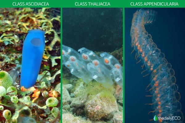 What Are Tunicates? - Types of tunicates