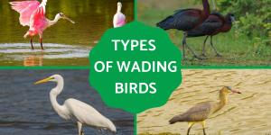 Types of Wading Birds