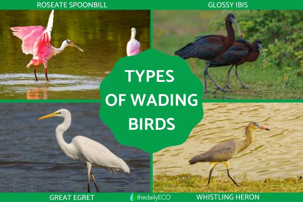 Types of Wading Birds