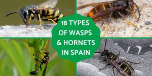 Types of Wasps and Hornets in Spain