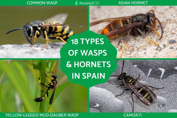 Types of Wasps and Hornets in Spain