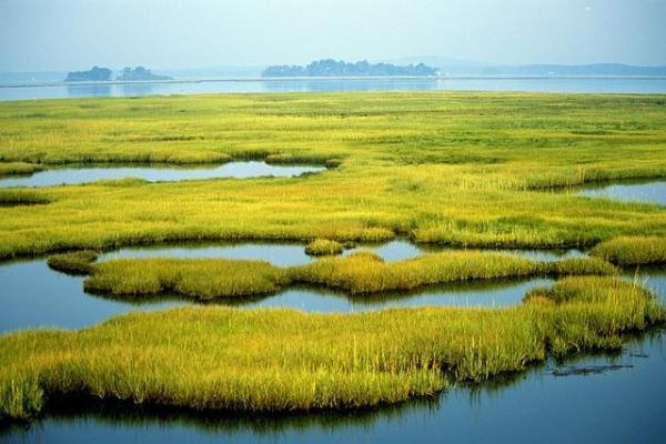 What Is a Wetland? - Types and Characteristics - Types of wetlands